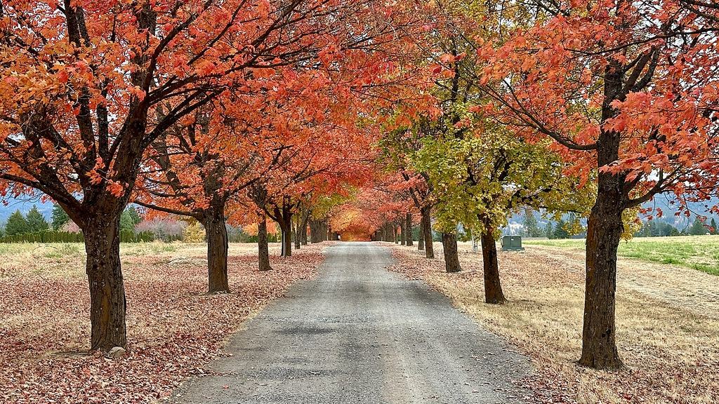 Green Bluff Autumn Festival.