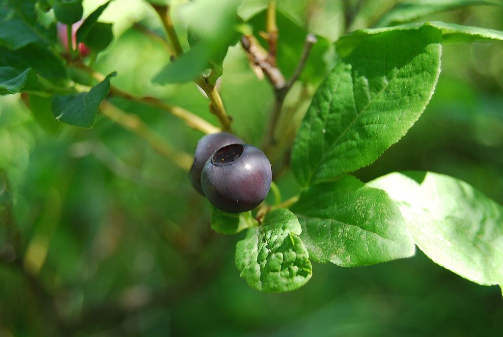 Huckleberry fruit and leaves.